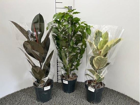 Immagine di FICUS MIX V.17 CM