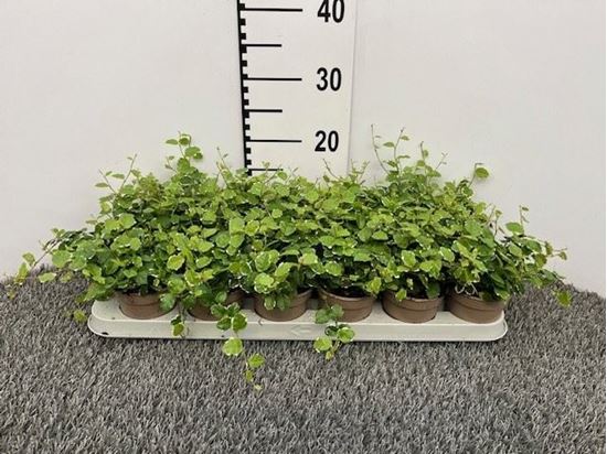 Immagine di FICUS PUMILA SUNNY V.8 CM VARIEGATO