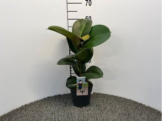 Immagine di FICUS ROBUSTA V.17 CM