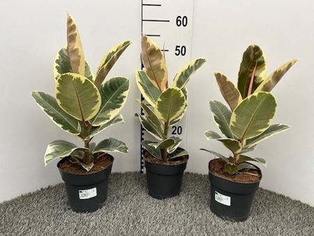 Immagine di FICUS TINEKE V.17 CM