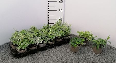 Immagine di HEDERA MIX V.9 CM