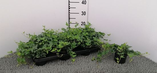 Immagine di HEDERA SHAMROCK V.10 CM