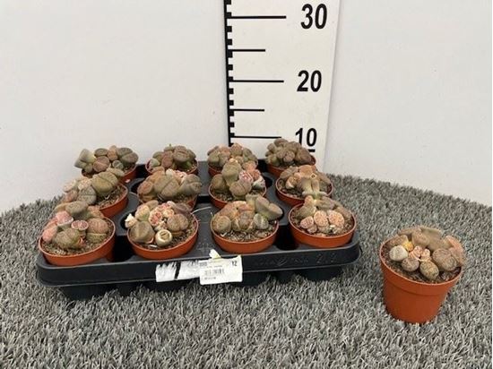 Immagine di LITHOPS V.8,5 CM