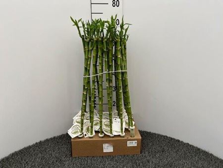 Immagine di LUCKY BAMBOO RECISO H.60 CM DIRITTO