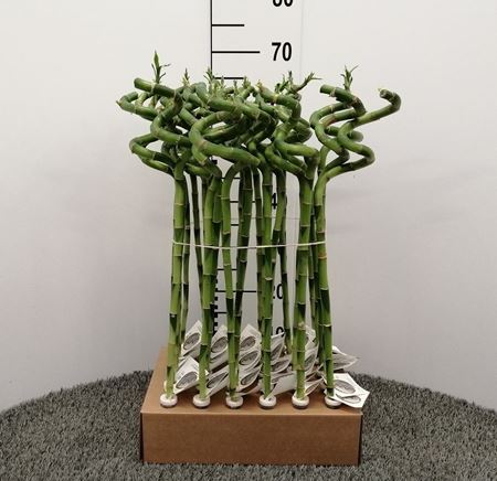 Immagine di LUCKY BAMBOO RECISO H.60 CM SPIRALE