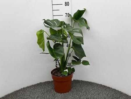 Immagine di MONSTERA DELICIOSA V.21 H.100 CM