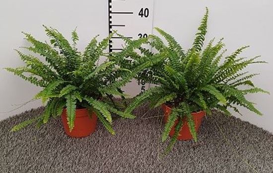 Immagine di NEPHROLEPIS BOSTON V.17 CM