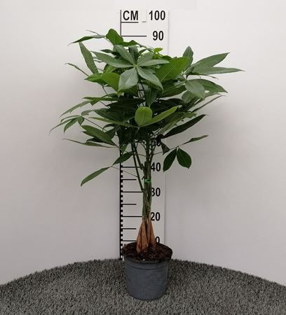 Immagine di PACHIRA ACQUATICA V.17 H.60 CM