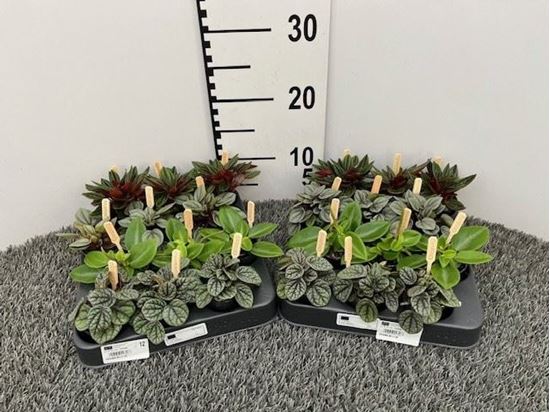 Immagine di PEPEROMIA MIX V.6 CM