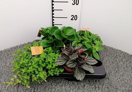Immagine di PEPEROMIA MIX V.12 CM