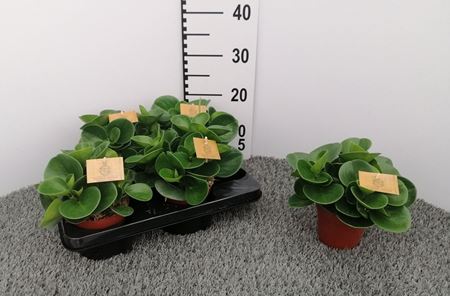 Immagine di PEPEROMIA OBTUSIFOLIA V.12  CM