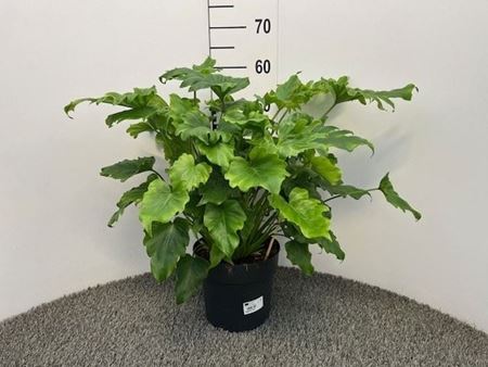 Immagine di PHILODENDRON XANADU V.21 CM