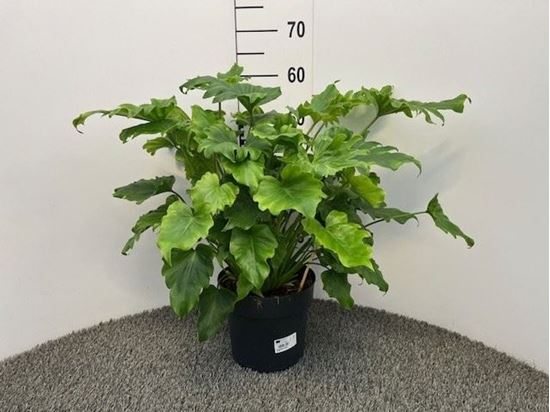 Immagine di PHILODENDRON XANADU V.21 CM