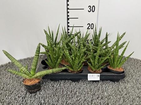 Immagine di SANSEVERIA CILINDRICA V.6 CM