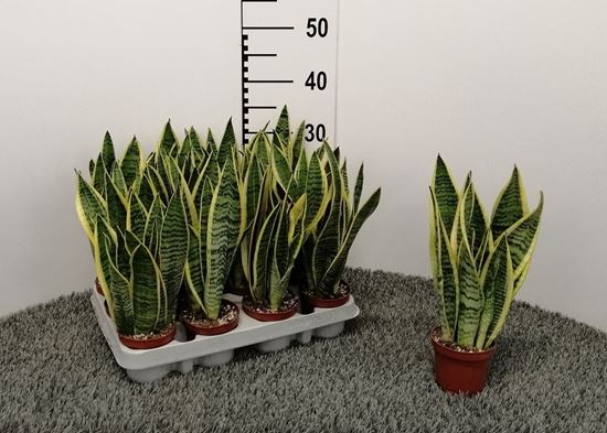Immagine di SANSEVERIA LAURENTII V.9 CM