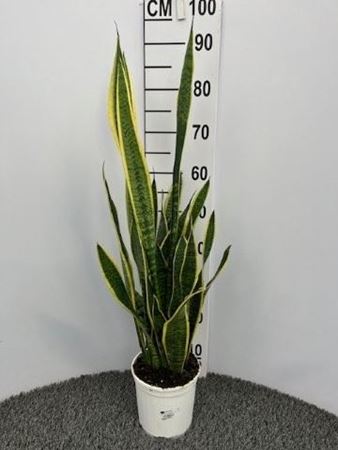 Immagine di SANSEVERIA LAURENTII V.17 CM