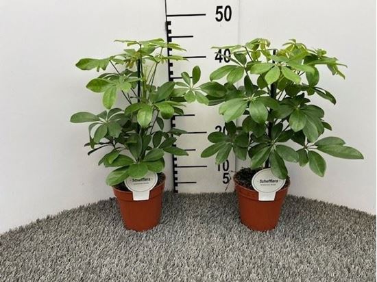 Immagine di SCHEFFLERA MIX V.13 CM