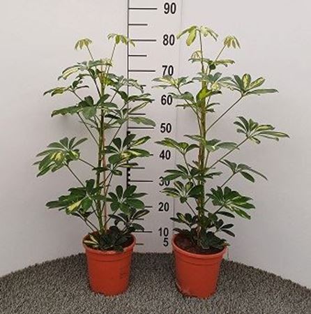 Immagine di SCHEFFLERA MIX V.17  CM