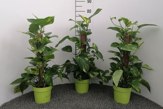 Immagine di SCINDAPSUS AUREUM V.17 H.75 CM PALO