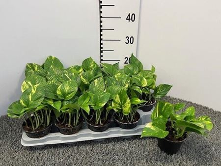 Immagine di SCINDAPSUS V.10 CM