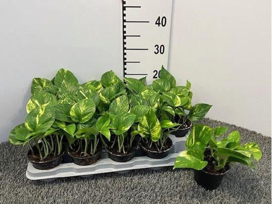 Immagine di SCINDAPSUS V.10 CM