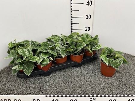 Immagine di SCINDAPSUS PICTUS V.13 CM