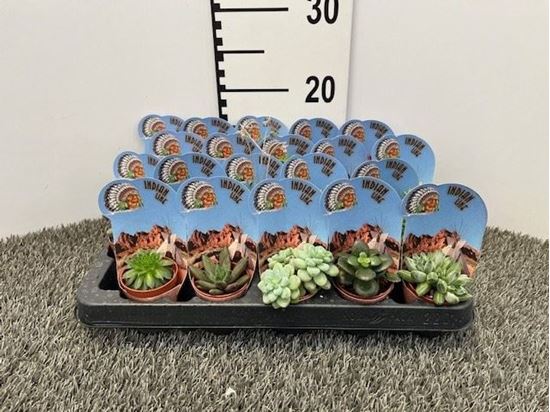 Immagine di SUCCULENTE MIX V.5,5 CM INDIAN