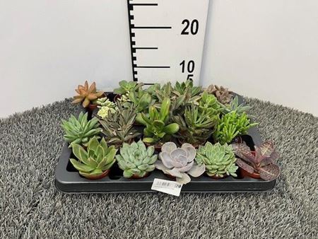 Immagine di SUCCULENTE MIX V.5,5 CM