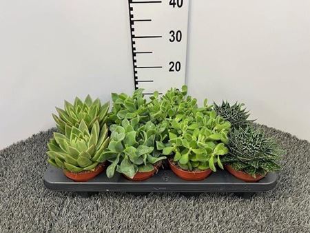 Immagine di SUCCULENTE MIX V.12 CM