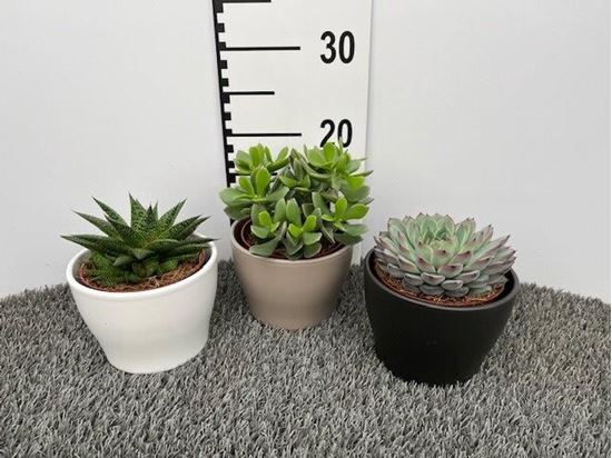 Immagine di SUCCULENTE MIX V.15 CM CERAMICA