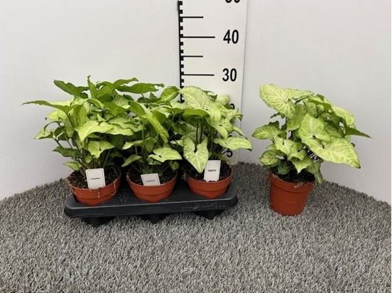 Immagine di SYNGONIUM V.12 CM