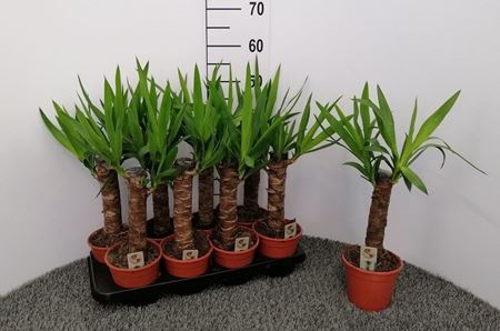 Immagine di YUCCA V.14 H.65 CM TRONCO 30 CM