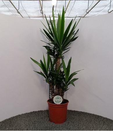 Immagine di YUCCA V.21 H.110 CM 60-30-20