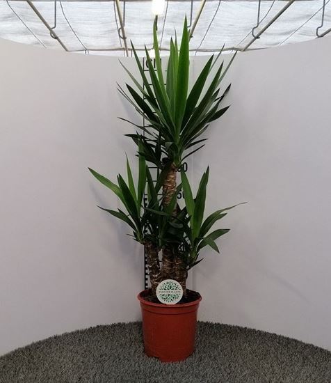 Immagine di YUCCA V.21 H.110 CM 60-30-20