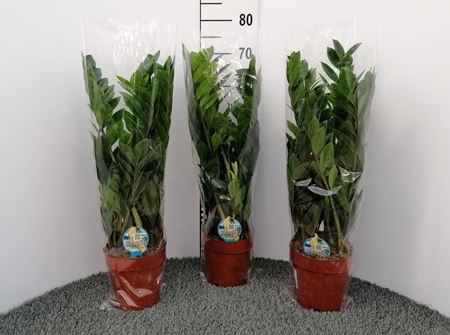 Immagine di ZAMIOCULCAS V.17 CM