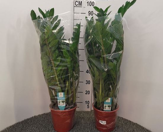 Immagine di ZAMIOCULCAS V.21 CM