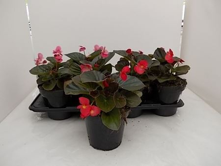Immagine di BEGONIA BIG V.14 CM META' COLTURA