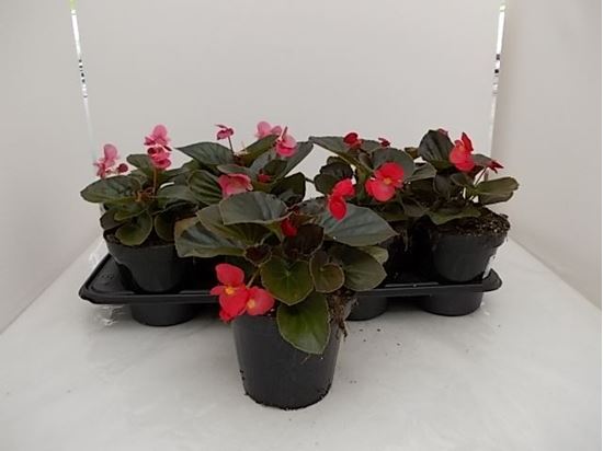 Immagine di BEGONIA BIG V.14 CM META' COLTURA
