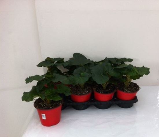 Immagine di BEGONIA ELATIOR V.14 CM META' COLTURA
