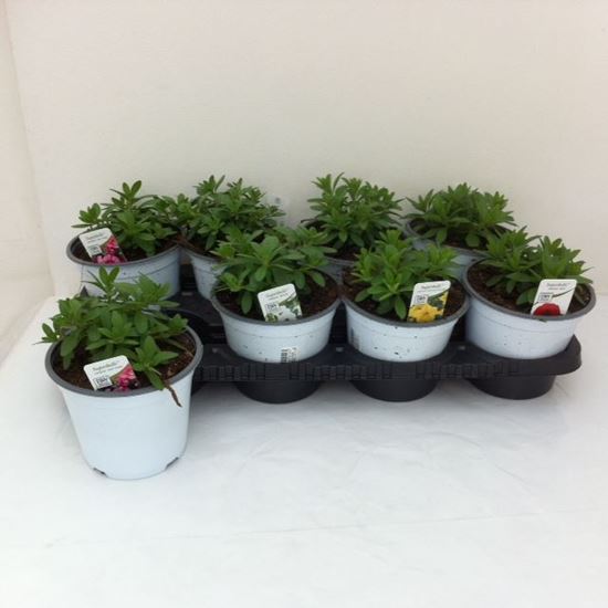 Immagine di CALIBRACHOA V.14 CM META' COLTURA