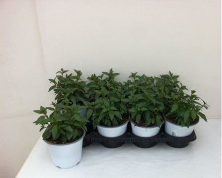 Immagine di FUCHSIA V.14 CM META' COLTURA