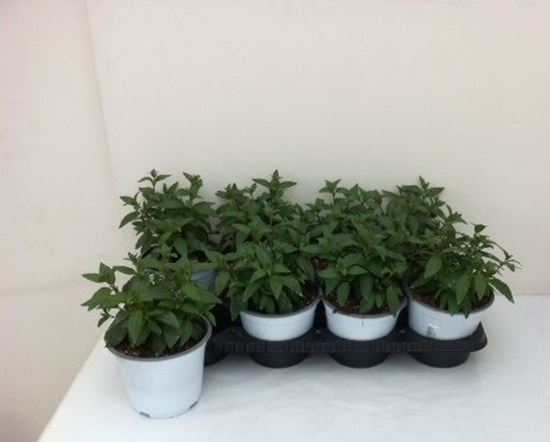 Immagine di FUCHSIA V.14 CM META' COLTURA