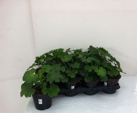 Immagine di GERANEO EDERA V.14 CM META' COLTURA