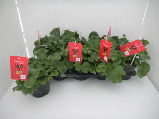 Immagine di GERANEO INTERSPECIFICO V.14 CM META' COLTURA