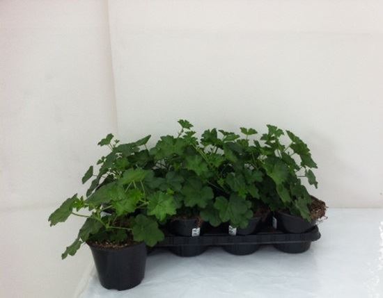 Immagine di GERANEO PARIGINO V.14 CM META' COLTURA