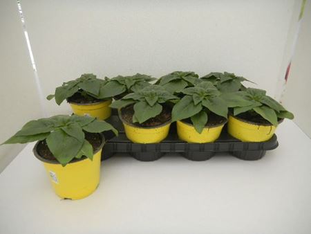 Immagine di HELIANTUS V.14 CM META' COLTURA