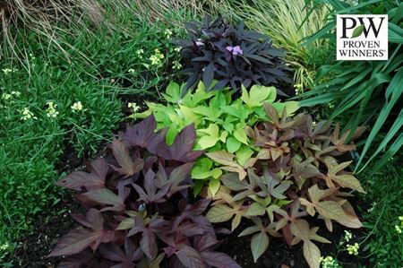 Immagine di IPOMEA V.14 CM META' COLTURA