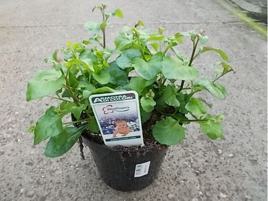 Immagine di LOBELIA V.14 CM META' COLTURA