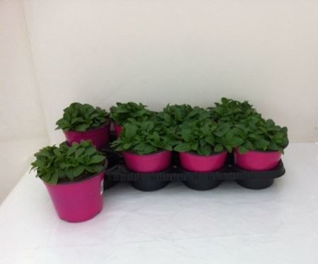 Immagine di PETUNIA VERANDA V.14 CM META' COLTURA