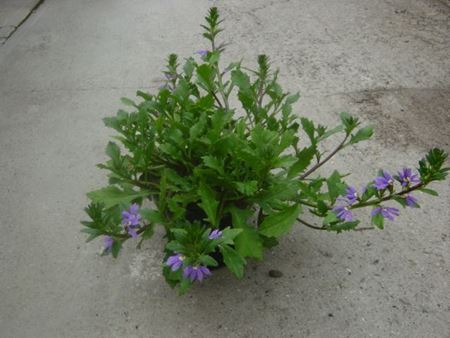 Immagine di SCAEVOLA V.14 CM META' COLTURA